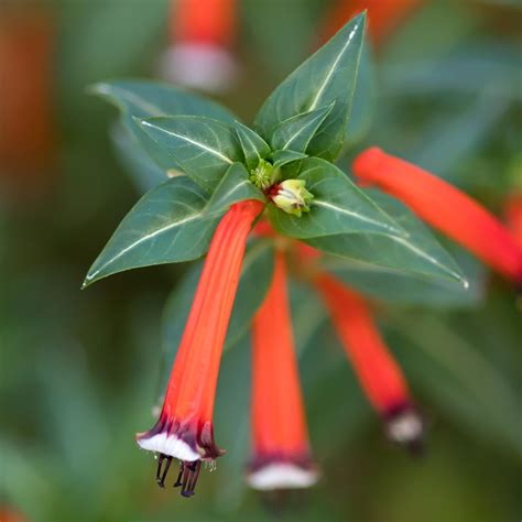 Illustration d'une Cuphea ignea en fleur