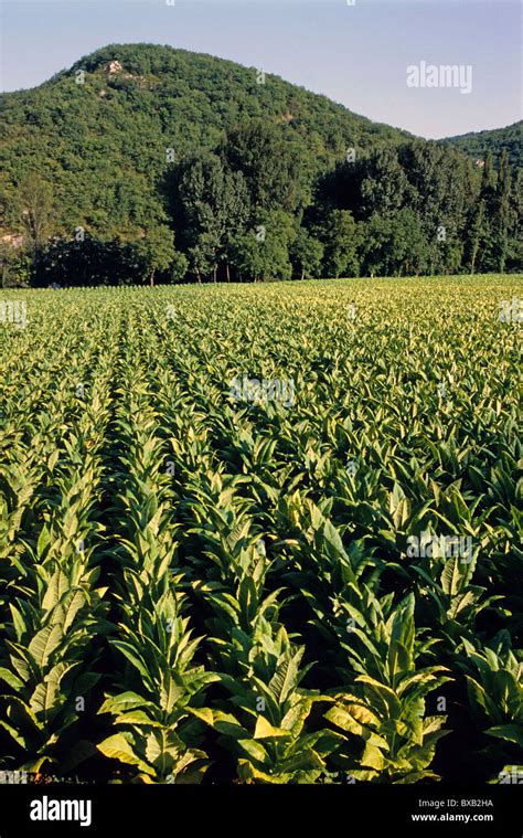 Champ de plants de tabac en croissance