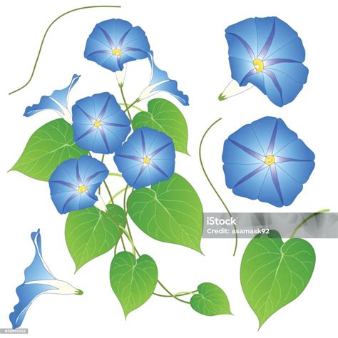 illustration d'ipomée en fleurs