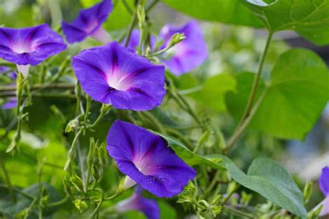 variétés d'ipomées