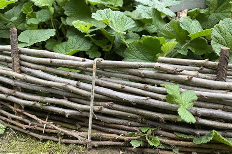 Variétés de bois pour le tressage, y compris le noisetier, le saule et le châtaignier