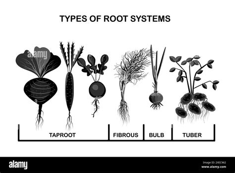 Illustration de différents types de bulbes de légumes