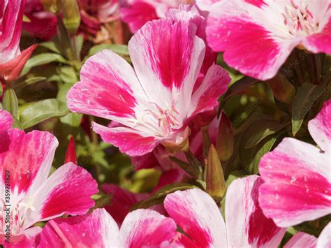 Gros plan sur une fleur de godétia aux pétales satinés