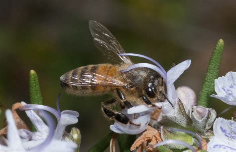 Abeille domestique butinant une fleur de romarin, symbole de biodiversité.