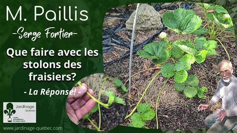 Diagramme des différentes parties du fraisier à tailler (feuilles mortes, stolons, fleurs fanées)