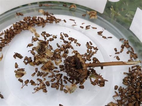 Inflorescence de chrysanthème avec graines