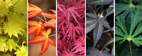 Différentes formes de feuilles d'érables japonais
