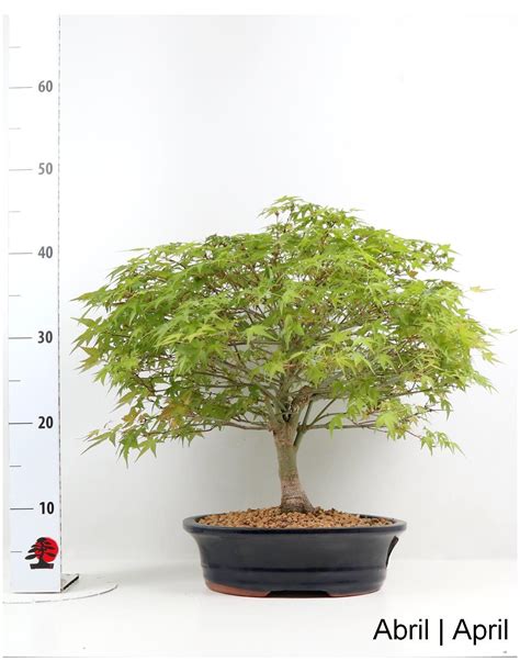 Photo d'un bonsaï Acer palmatum de 25 ans