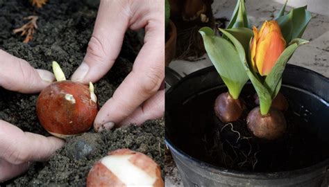 bulbe de tulipe dans une boule de verre avec des racines visibles