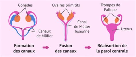 Schéma des canaux de Müller et leur fusion