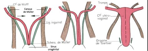 Illustration du tubercule de Müller et de la lame vaginale