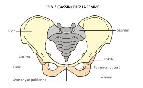 Schéma simplifié de l'anatomie pelvienne féminine
