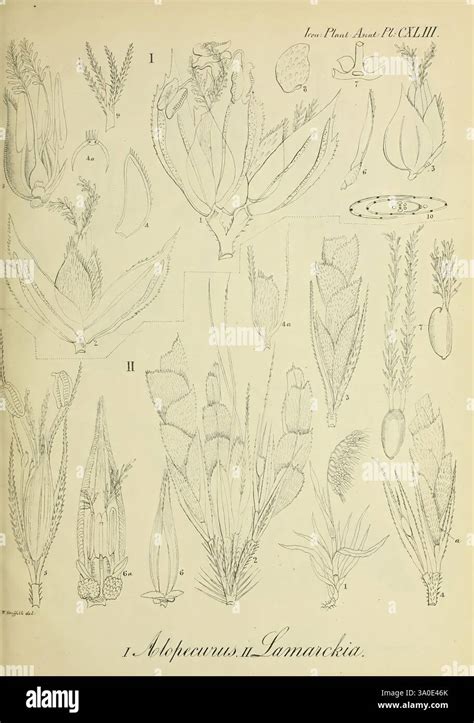 Illustration botanique d'Hibiscus heterophyllus montrant la diversité des feuilles