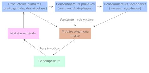Schéma illustrant la matière organique et ses composants