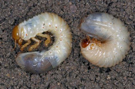 Comparaison larve de hanneton et larve de cétoine