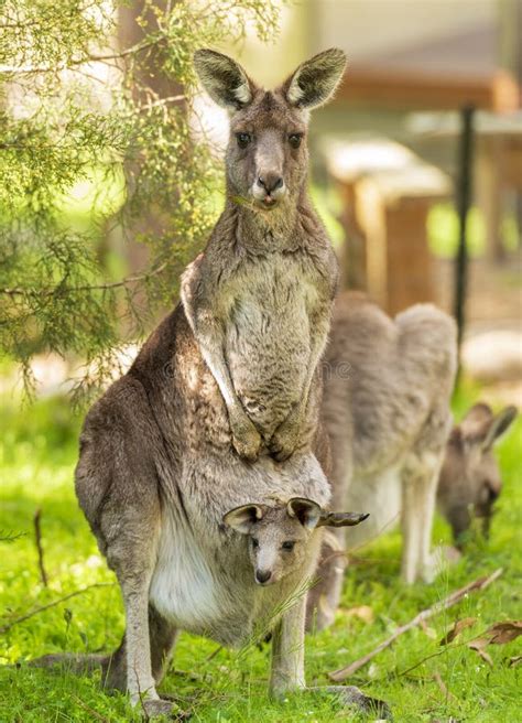 Kangourou avec son joey dans la poche marsupiale