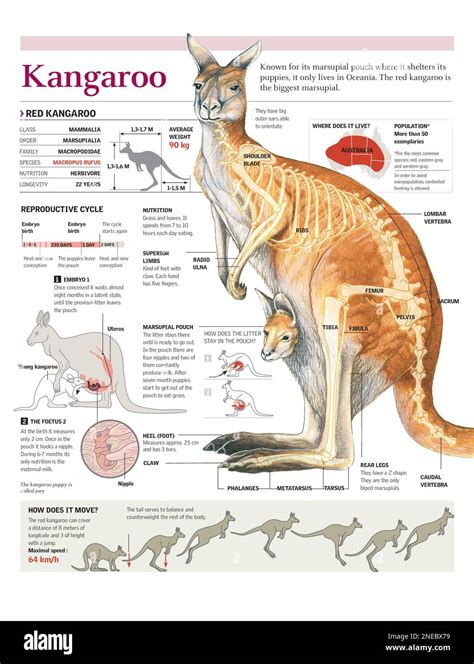 Schéma de l'anatomie reproductive de la femelle kangourou