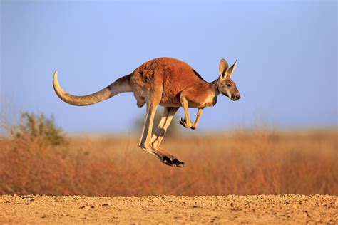 Kangourou roux adulte en plein saut