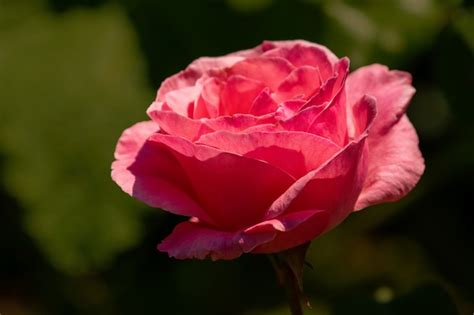 Gros plan sur une rose Centifolia en pleine floraison