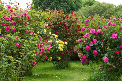 Jardin de Constant avec rosiers et montagnes en arrière-plan
