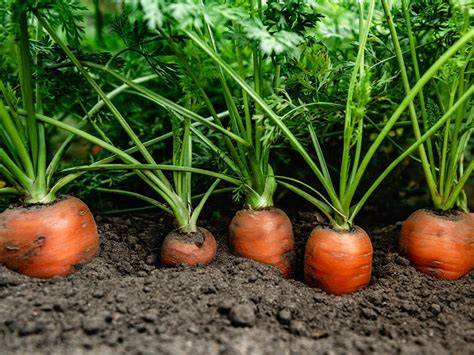 Carottes cultivées avec un sol bien désherbé