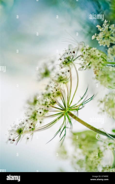 Détail d'une ombelle de fleur de carotte