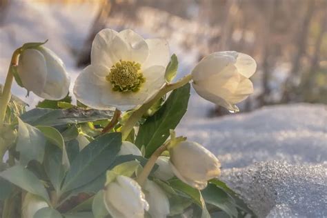 Hellebore en fleur sous la neige