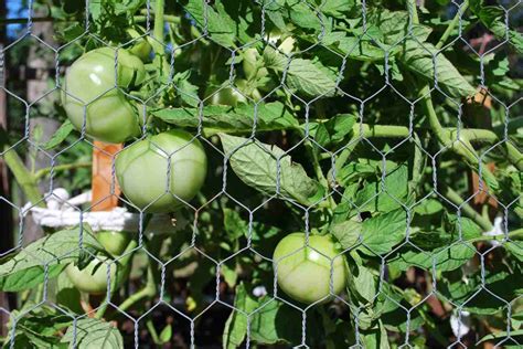 potager d'Olivier avec des tomates en cage