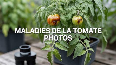 comparaison de plants de tomates taillés et non taillés