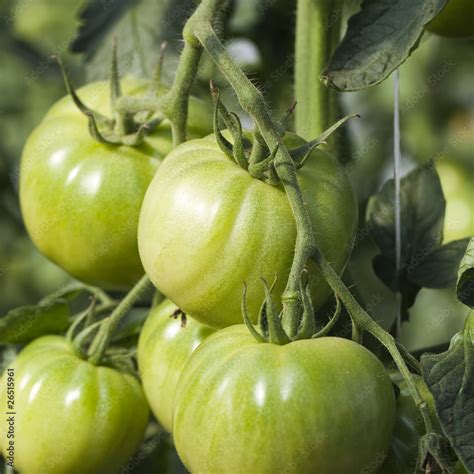 tomates mûres sur pied