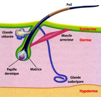 Zoom sur la glande sébacée et le muscle arrecteur du poil