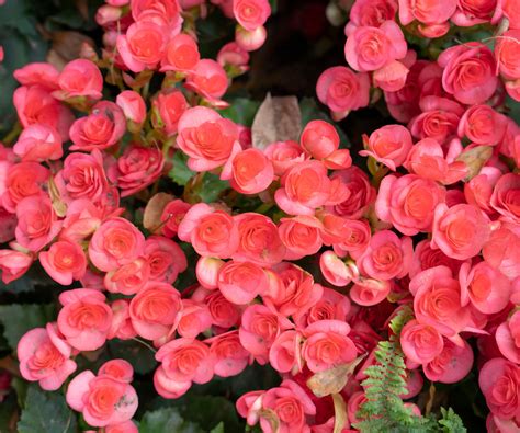 Bégonias en pleine floraison dans un jardin