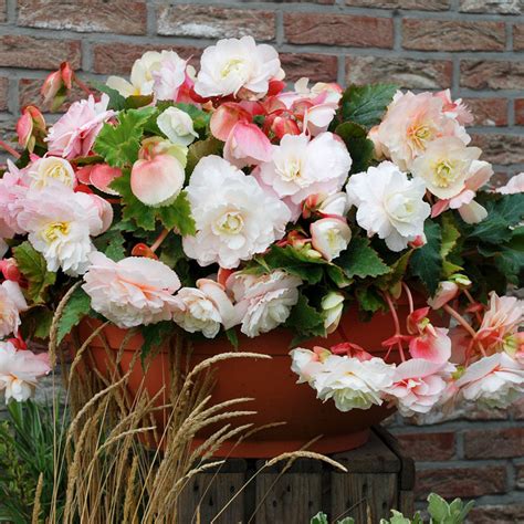 Exemple de bégonias utilisés en bordure de massif