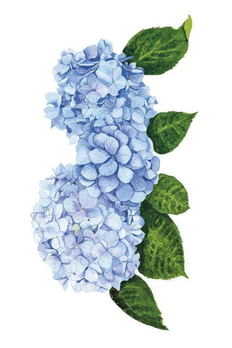 illustration d'hortensias en fleurs