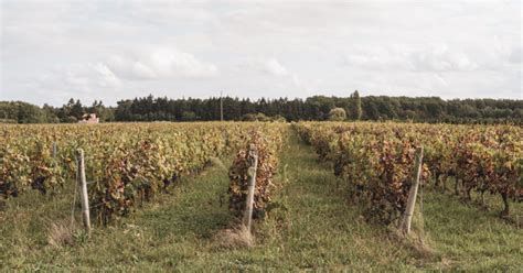 Vignoble en Sologne