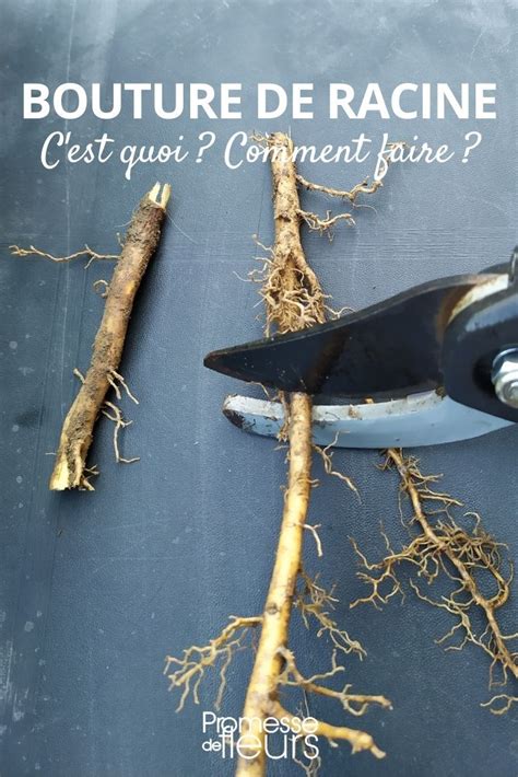 Illustration montrant le placement horizontal et vertical des boutures de racines