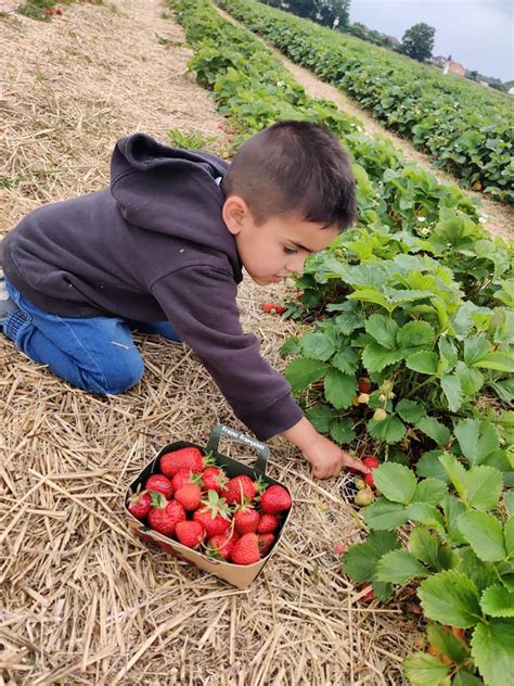 Champs de légumes variés en pleine cueillette