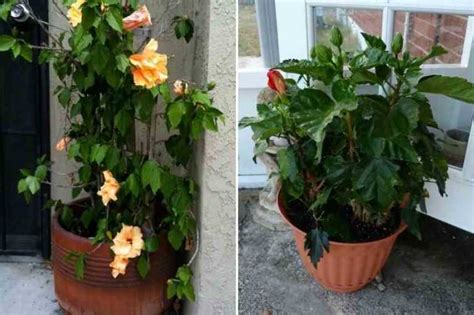 Plantation d'un hibiscus en pot