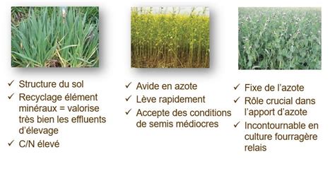 Infographie sur les différents types de couverts végétaux et leurs bénéfices