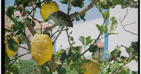 citronnier avec des citrons jaunes
