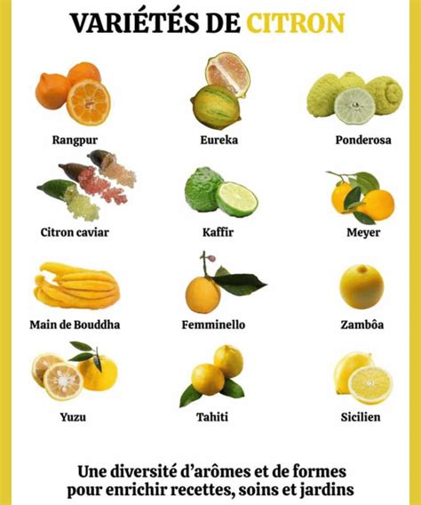diverses variétés de citrons