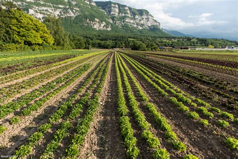 Paysage agricole du Gard avec des vergers et des cultures maraîchères