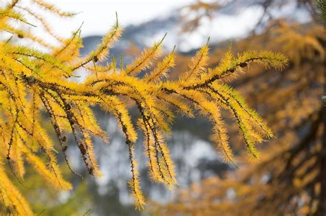 Bonsaï de mélèze en automne