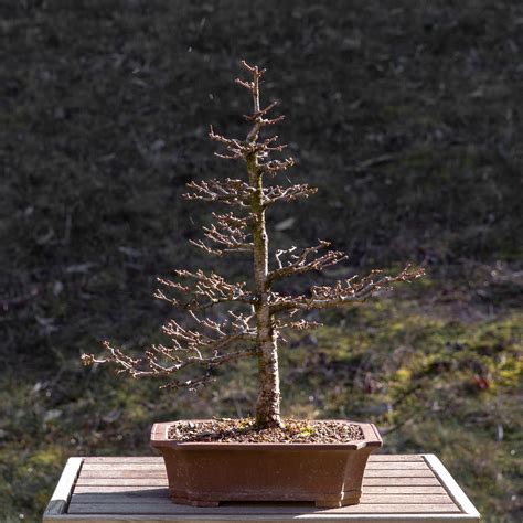 Forêt de bonsaïs de métaséquoia