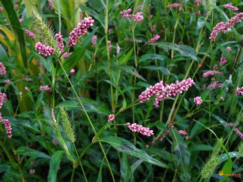 Gros plan sur les fleurs et les épis de la renouée persicaire
