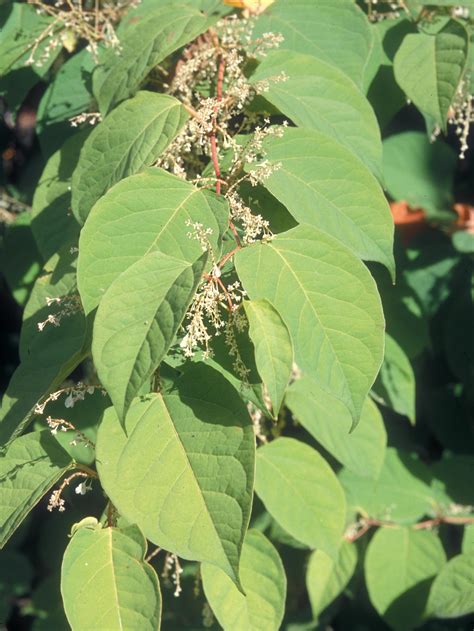 Schéma des conditions optimales de plantation de la renouée
