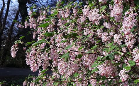 Groseillier à fleurs en pleine floraison rose vif