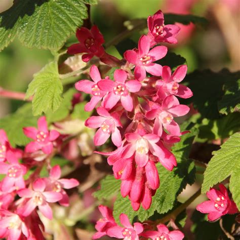 Groseillier à fleurs avec des grappes de fleurs roses