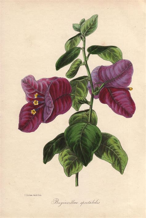 Buginvillaea spectabilis (La bougainvillée ou bougainvillier). Lithographie coloriée à la main, dessinée par Samuel Holden pour Sir Joseph Paxton dans le 