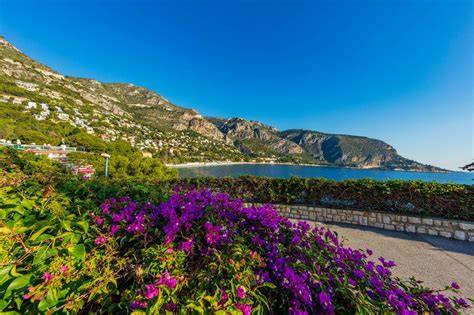 Des bougainvilliers violacés, dans les Alpes-Maritimes, en France